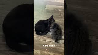 Mossy and the Unnamed Cat Fight Each Other #youtubeshorts #ytshorts #shorts #fypシ #viral