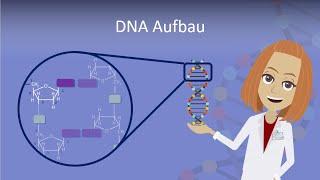 DNA Aufbau leicht erklärt