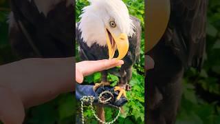 Sitkas Gentle Beak Bald Eagle #Gentle #demure #cuteanimals