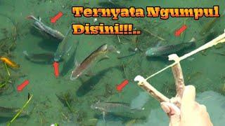 KETAPEL IKAN  Skill Tingkat Dewa BeraksiSlingshootfishing