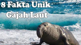 8 Fakta Unik Binatang Laut Paling Besar- Gajah Laut.