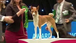 Best of Breed Hound GroupBASENJI2017-2022