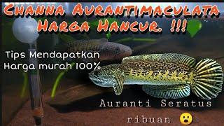 Channa Auranti Harga Hancur . Seratusribuan Bawa pulang ...