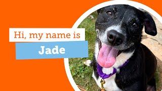 Take Home this Beautiful Gemstone #adoptabledog JADE
