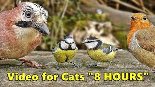 Cat Entertainment Videos  Video for Cats To Watch Birds  ULTIMATE 8 HOURS