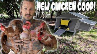 COME GET SOME CHICKENS NEW COOP BY AIVITUVIN