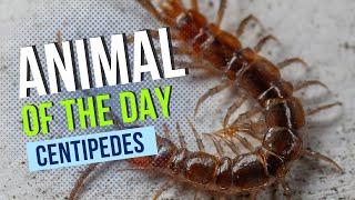 Centipede -- Bugs and Insects  Educational Animal Videos for Kids Homeschoolers and Teachers