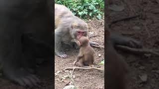 cute baby monkey play with monther @2 HD