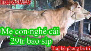 0107Trại bò phong ba tri 2Báo giá công khai tiếp tục nhé cả nhà