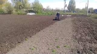 Обработка почвы фрезой перед посадкой картофеля.