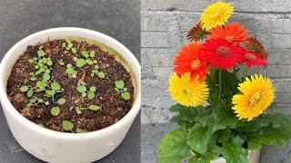 How to breed Gerbera jamesonii flowers with 3 colors on 1 plant