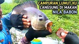 EDAN  CAMPURAN LUMUT INI TERNYATA AMPUH UNTUK UMPAN MANCING IKAN NILA