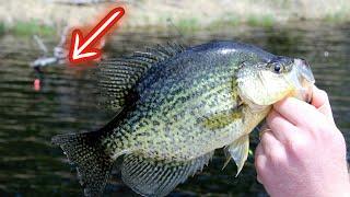 Crappie Fishing with a Bobber and Live Minnows