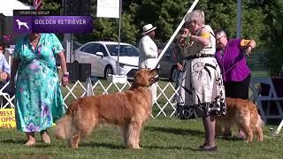 Retrievers Golden  Breed Judging 2021