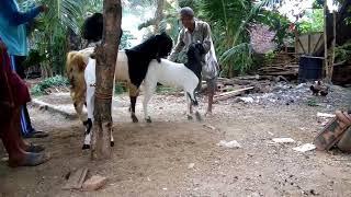 cara mengawinkan kambing