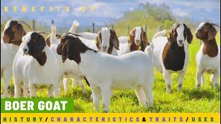 BOER GOATS  HISTORY OF THE GOAT BREED  CHARACTERISTICS AND TRAITS  BREED FOR MEAT