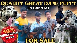 QUALITY GREAT DANE PUPPY IN CHENNAI  GREAT DANE  #greatdane #dog #doglovers @Gowtham_Irfan