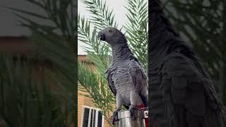 The Rain Gets Her Too Excited  #africangreyparrots
