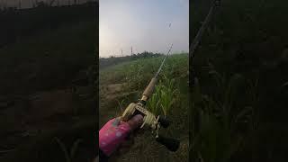 #shorts đam mê câu lure câu cá lóc giải trí #123 #fishing #cauca