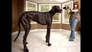ყველაზე დიდი ძაღლები მსოფლიოში