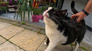 Chonker cat likes back scratches