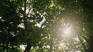 10 Hours Wind through Summer Trees - Video & Soundscape 1080HD SlowTV