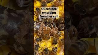 Queen bee emerging #cool #youtubeshorts #beekeeper #agriculture #honeybee #queenbee #epic