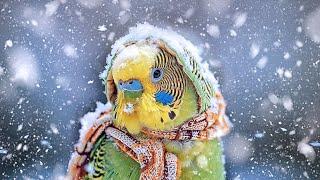 Urgent Signs Your Budgie Might Be TOO Cold in Winter Keep Your Feathered Friend Safe