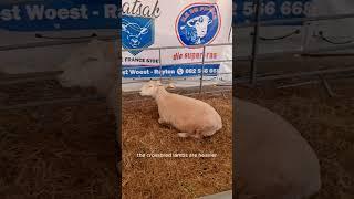 ILe-de-France Sheep Breed #IleDeFranceSheep #MeatProduction #LivestockBreeding #AdaptableSheep