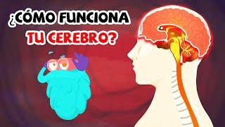 ¿Cómo funciona exactamente tu cerebro?  Ciencias para niños