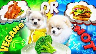 Vegan Day Challenge Cute and funny dog video.