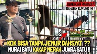 BURUNG INI TANPA JEMUR  MURAI BATU KAKAP MERAH JUARA SATU DI KMM  BONGKAR SETINGANTEDDY DEPOK