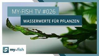 Die wichtigsten Wasserwerte für Aquarienpflanzen  my-fish TV