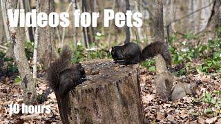 Forest Squirrels and Chipmunks Share a Meal with a View - 10 Hour Cat TV for Pets - May 10 2024