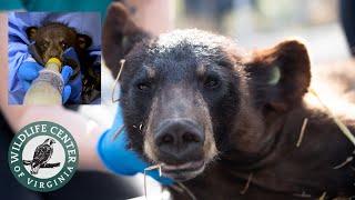 BLACK BEAR Rehabilitation Start to Finish