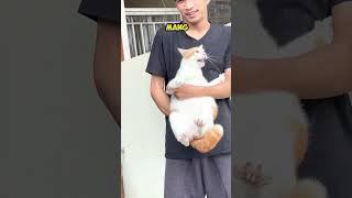 13 KUCING KELILING KOTA NAIK MOBIL BARU