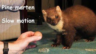 Beauty of a pine marten in slow motion