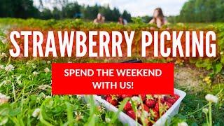 Family Vlog   Strawberry Picking Spend the weekend with us #familyvlog #familytime