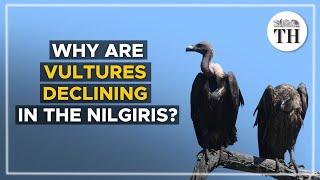 Why is the vulture population declining in the Nilgiris?  The Hindu