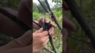 Plants Grafting Skills #plants #grafting #tree #graft #nature #farming #ytshorts