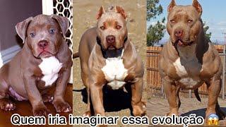 A sinistra evolução da Pit Monster mais bonita do mundo