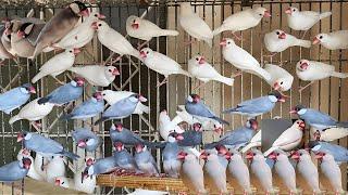 Fawn - White - Silver and Grey Java Sparrow Breeding Setup