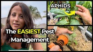 Aphids Are The Easiest Pest to Control Effectively with NO INSECTICIDES