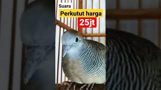 SUARA PERKUTUT LOKAL HARGA 25JT LOSS‼️