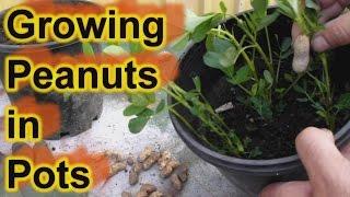 grow Peanuts in pots  containers