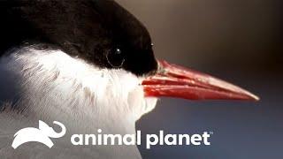 Como as aves migratórias conseguem se orientar?  O Incrível Mundo Animal  Animal Planet Brasil