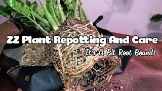 ZZ Plant Repotting And Care  CHECK OUT THESE CRAZY ROOTS