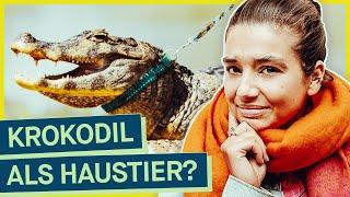 Exotische Tiere für zuhause Wie easy kommt man an Krokodil Tiger & Co als Haustier?