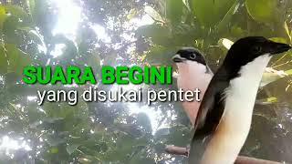 Suara Pentet Cor Dor Sangat Efektif Buat Rangsang Emosi Cendet