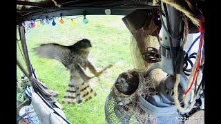 *Graphic Warning* Coopers Hawk Steals Baby Robins from Nest One by One